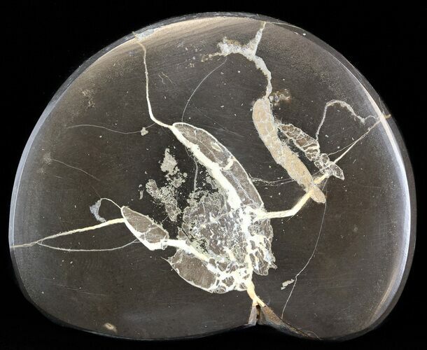 Polished Fish Coprolite (Fossil Poo) - Scotland #44697